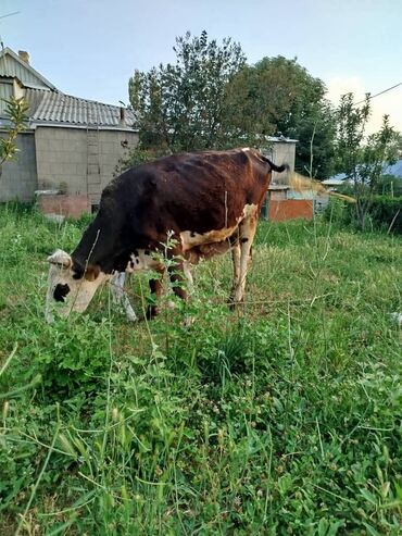 продам ячмень оптом: Продаю | Корова (самка) | На откорм, На забой, Для разведения