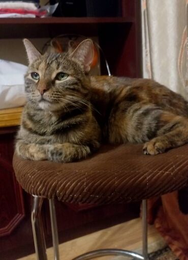 котят в добрые руки: 4 года, Девочка, Кастрирована, Приучена к лотку, Проглистована