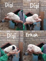 i̇tlər pekines: Doq, 1 ay, Erkek, Peyvəndli, Ünvandan götürmə, Ödənişli çatdırılma