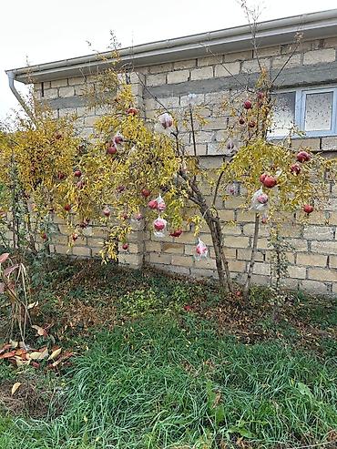 Torpaq sahələrinin satışı: Tikinti — 16