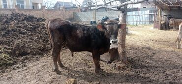 Животные: Продаю | Корова (самка), Бык (самец), Тёлка | Алатауская, Швицкая | На откорм, На забой, Для разведения