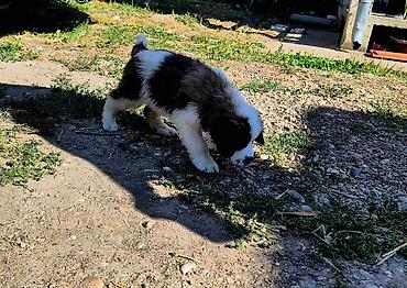 Psi: BERNARDINCI – ODGAJANI SA POSEBNOM PAŽNJOM I NEGEOM Ako tražite — 13