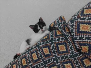 отдам котят в добрые руки бишкек: Описание: Котята разных окрасов и характеров, доступные для