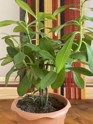 dekorativ bitkilər: Synadenium- Dekorativ hemiwe yawil agac
 
Qiymeti- 10 manat