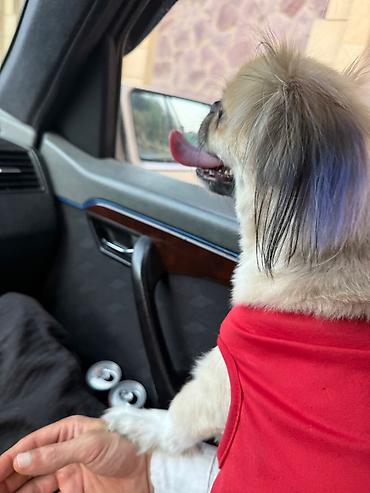 İtlər: Pekines, 1 il, Erkək, Peyvəndli — 6