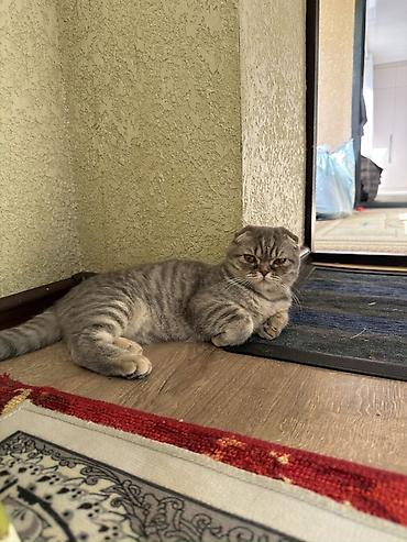 английский короткошерстный кот: Шотландская вислоухая кошка (Scottish Fold), окрас серый мраморный — 3