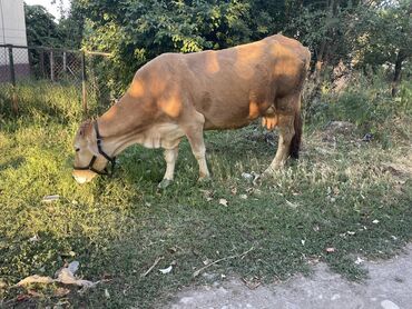 животные корова: Продаю | Корова (самка), Тёлка | Для разведения, Для молока