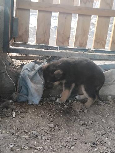 Продажа собак: Немецкая овчарка, 2 месяца, Самец, С родословной — 1