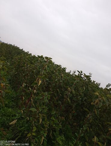 Şitillər: Meyvə tingləri satışdadır və sağlam zəmanətli sifariş verə bilərsiz -da lalafo.az — 22 Şitillər: Meyvə tingləri satışdadır və sağlam zəmanətli sifariş verə bilərsiz — 22