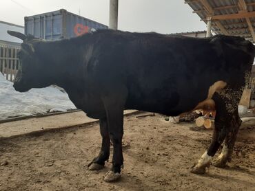 меняю на корову: Продаю | Корова (самка) | Алатауская | Для молока | Стельные