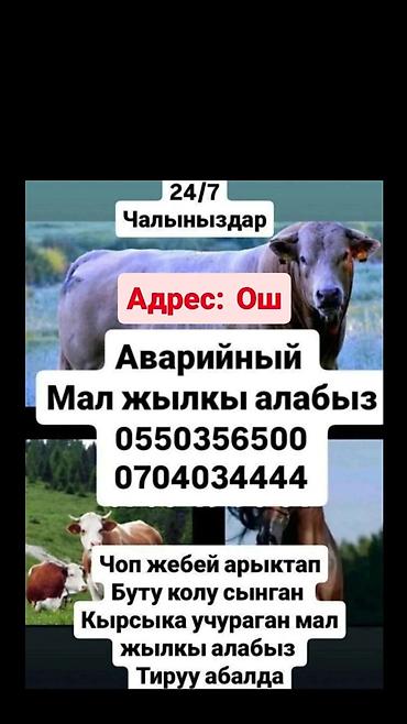 купить животных в бишкеке: Колбасный цех : Коровы, быки, Лошади, кони, Бараны, овцы, | Круглосуточно, Любое состояние, Забитый — 2