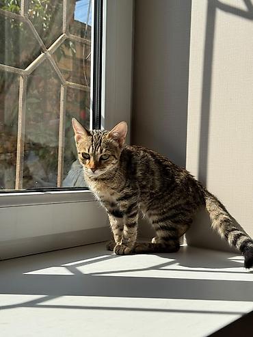 взять котика в добрые руки: Кошка даром: Беспородная, 5 месяцев, Девочка, Приучена к лотку — 6