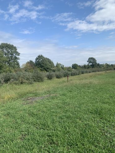 Torpaq sahələrinin satışı: 70 sot, Kənd təsərrüfatı, Bələdiyyə, Texniki pasport — 2