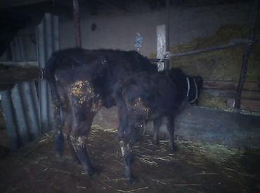 Коровы, быки: Продаю | Тёлка | Швицкая | Для молока | Стельные — 8