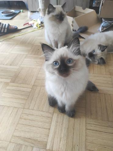 Mačke: Ragdoll mačići – blue point rođeni 02.04. - Prelepi ragdoll mačići sa — 14