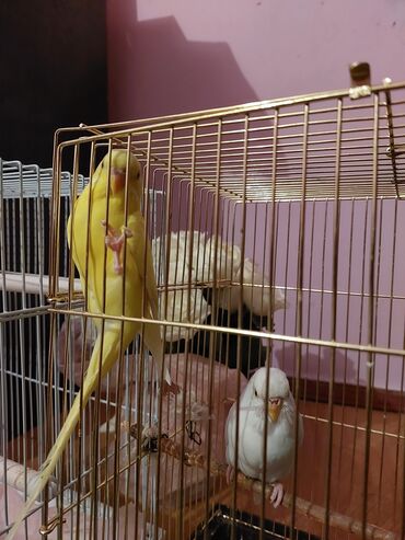 Животные: Волнистый попугай в наличии в городе Ош пара 2850 с