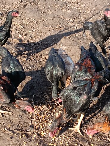 Куры, петухи: Продаю | Петух | Бойцовая, Дакан | На забой, Для разведения, Несушки — 8