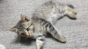узи для коров: Кошка даром: Беспородная, Мальчик