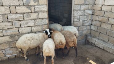 bakida cins ineklerin satisi: Dişi, Qala, il: 2, 2 kq, Damazlıq, Ünvandan götürmə, Ödənişli çatdırılma
