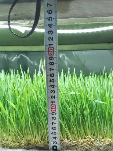 корм для бройлеров бишкек: Лотки для гидропоники! для выращивания микрозелени, зеленного корма