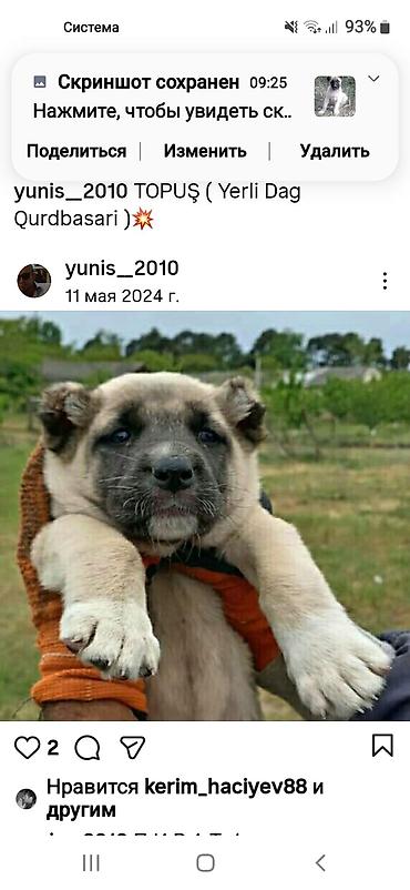 İtlər: Kanqal — 4