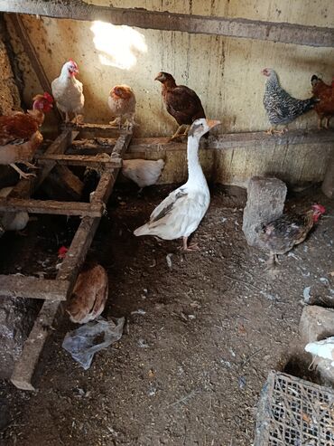 Ördəklər: Dişi, | Lal ördək, Ətlik, Ünvandan götürmə — 9