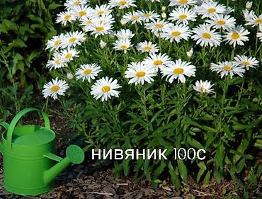 Другие виды семян и саженцев: Все растения что на фото, есть в наличии — 9