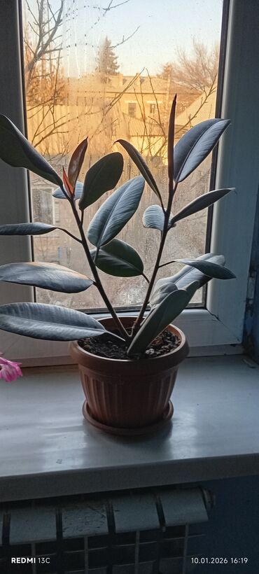 Декабристы: Шлюмбергера (декабрист) в горшке - Комнатное цветущее растение с — 6