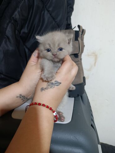 Pişiklər: Şotland yastı qulaq — 9