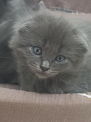 котята веслоухие: 2 месяца, Мальчик, Серый, Приучена к лотку — 3