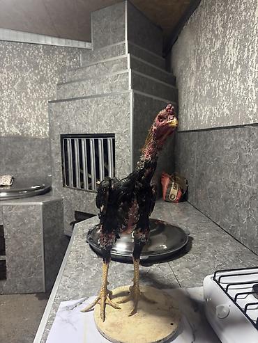 рыба жывая: Продаю | Петух | Бойцовая | Для разведения — 2