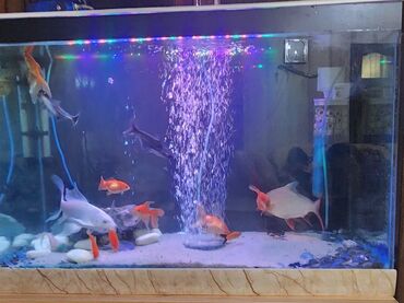 Akvariumlar: Dördbucaq akvarium, Balıqlarla birlikdə, 120 l — 1