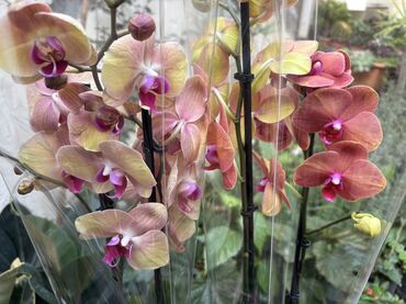 Otaq bitkiləri: Vatsapp mövcuddur!. Çatdırılma metrolara, Şamaxinkaya mövcuddur və -da lalafo.az — 7 Otaq bitkiləri: Vatsapp mövcuddur!. Çatdırılma metrolara, Şamaxinkaya mövcuddur və — 7