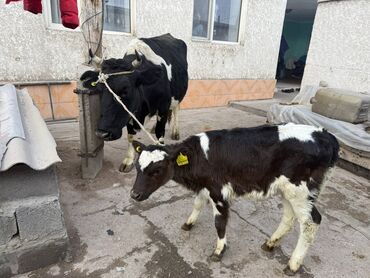 Коровы, быки: Продаю | Корова (самка) | Для разведения | После отела — 4