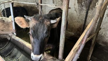 коровы бишкек: Продаю | Тёлка | Алатауская | Для молока | Племенные