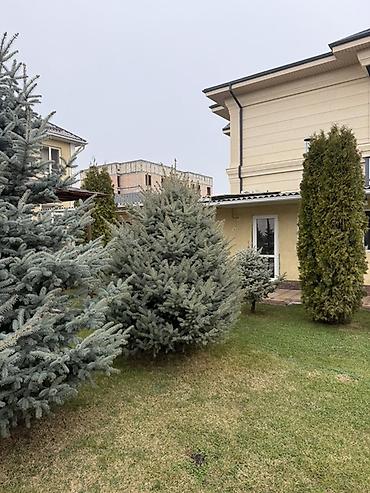 Ель: Продаю Ели голубые от 2-4 метров, колоновидные туи 4 метровые: густые — 8