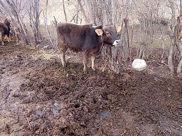 Коровы, быки: Продаю | Бык (самец), Музоо, торпок | Полукровка | На откорм | Привязанные — 1