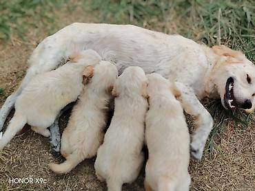 heyvanlar və balaları: Retriever, Peyvəndli — 3