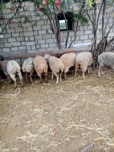 Inəklər, öküzlər: Satişa iri buynuzlu heyvan saqlan iney iki qarın doqnuş ve q0un quzu — 10