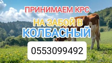 ат жаныбар: Сатып алам | Уйлар, букалар, Жылкылар, аттар | Күнү-түнү, Бардык шартта, Союлган