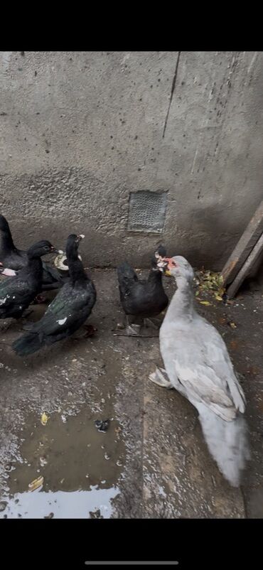 Ördəklər: Erkək, | Lal ördək, Ətlik — 3