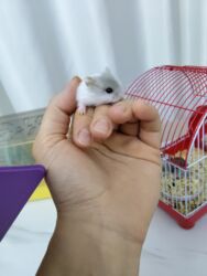 ağ pişik cinsləri: Cunqariklar satılır. 2 həftəlikdikər. Anadan ayrıla bilərlər. 2 erkek