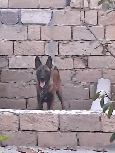 bu iti: Belçika çoban iti, 2 il, Erkək, Ünvandan götürmə — 3