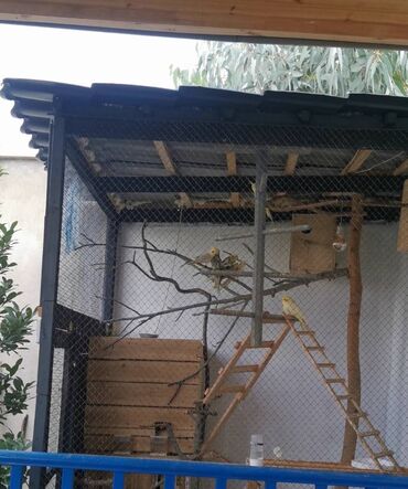 Quş: 9 ədəd korella bir ailədən çoxalıb. Hazırda 4 cüt dur yumurtlayır — 5