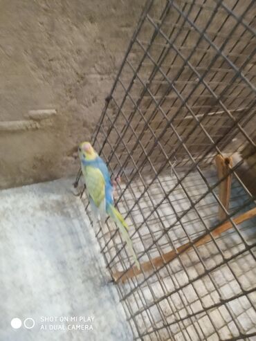 Tutuquşları: Valnisti papuqaylar satilir tutuquşular coxdu renbow var onun qiyməti — 3