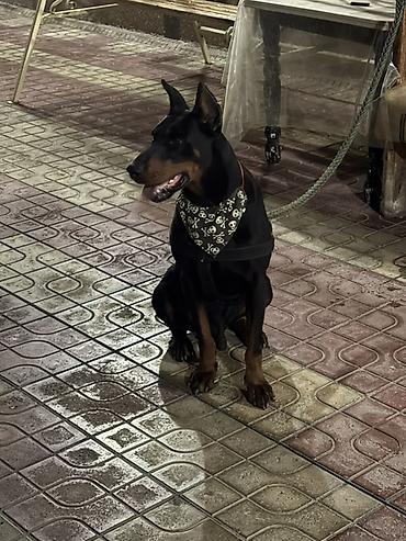 i̇tlər doberman: Doberman, Erkək, Cütləşmə üçün — 2