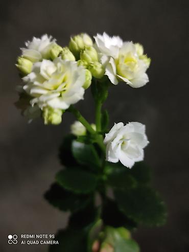 Другой декор и предметы интерьера: Распродажа алоэ и другие цветы по 100 сом — 21