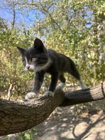 кошка маленкий: Очень умный и милый котёнок,мальчик,3 месяца,кушает всё,ищем настоящую