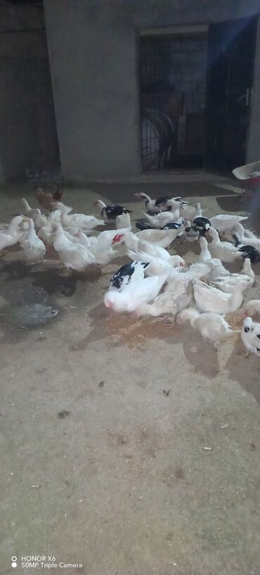 Ördəklər: Erkək, Ətlik — 6