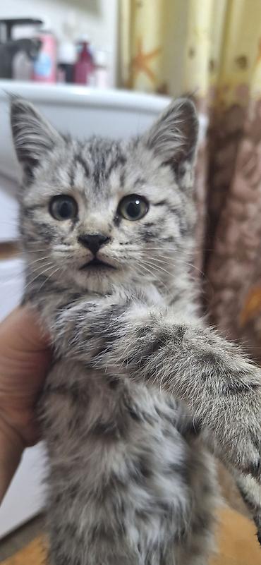 сколько стоит сибирская кошка котенок: Котёнок с серебристым тигровым окрасом (серо‑чёрные полосы и — 2